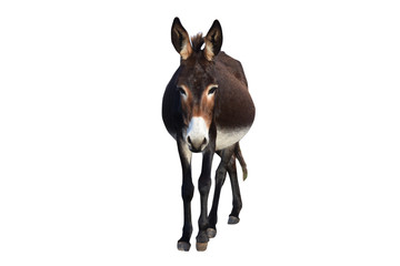 wild donkey on a white background