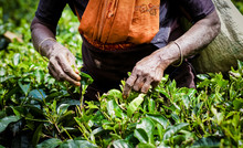 MASKELIYA, SRI LANKA - JANUARY 5 : Female Tea Picker In Tea Plantation In Maskeliya, January 5, 2015. Directly And Indirectly, Over One Million Sri Lankans Are Employed In The Tea Industry.