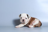 Fototapeta  - 2 month purebred English Bulldog puppy on gray screen