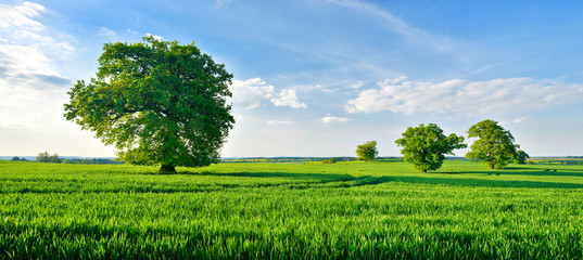 Wall Mural - Grünes Feld, alte solitäre Eichen, blauer Himmel