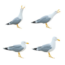 Close-up Of Big White Seagulls Standing Screaming Crying With Open Beak Isolated On White Background.