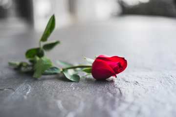 Red rose left on the floor in sadness Valentine's day. A broken heart or breaking up relationship concept