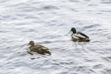 Pair of ducks in a pond