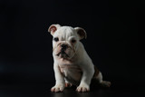 Fototapeta  - purebred English Bulldog puppy action on balck screen