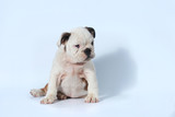 Fototapeta  - purebred English Bulldog puppy action on white screen