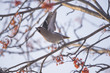 © faustasyan - Waxwings on the branch of the Ashberry