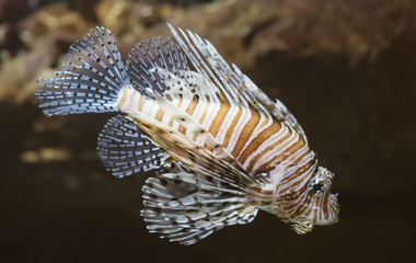 Wall Mural - Close-up view of Devil firefish. Pterois miles.