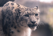 Young White Snow Leopard In A Zoo
