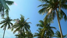 Several Palm Trees At The Ocean On The Island. Palm Trees Panned. Bottom View. Beautiful Green Palm Trees Wave On Wind. Slow Mothion. Vietnam.