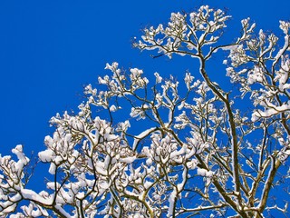 Wall Mural - Tree in Snow