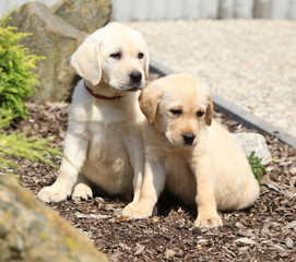 Amazing puppies of labrador retriever