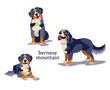 Vector illustration of Bernese Mountain Dog in different poses isolated on white background.