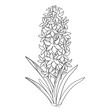 Vector bouquet with outline Hyacinth flower bunch, bud and ornate leaves in black isolated on white background. Fragrant bulbous plant in contour style for spring design or coloring book. 