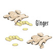 Vector illustration of Ginger