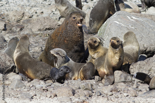 Fotografia small harem is a northern fur seal on a rookery on a summer sunny day