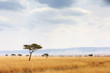 Leinwandbild Motiv Kenya Open Field With Elephants in Background