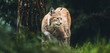 Eurasian lynx (lynx lynx) walking in grass in forest.