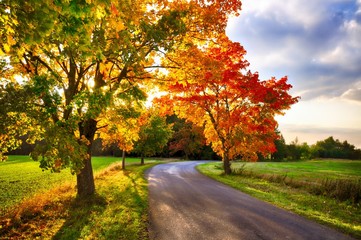 maple tree with coloured leafs and asphalt road at autumn/fall daylight
