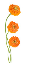 Orange Zinnia Flowers Isolated On White Background.