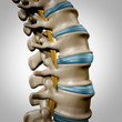 Human Spine Anatomy Section