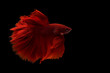 © miraclebuggy - Beautiful movements of Siamese Fighting Fish (red color of Half Moon Betta) on black background,Thailand Betta splendens Regan