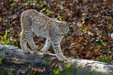 Wall Mural - lynx