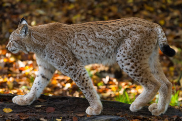 Wall Mural - Lynx