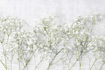 Wall Mural - Background with tiny white flowers (gypsophila paniculata)