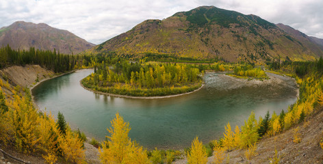 Canvas Print - Golden Horseshoe of Larches