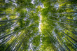 © toiwoody - Japanese Bamboo Forest