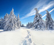 canvas print picture - Winter im Thüringer Wald