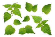 Nettle Leaves Isolated On White Background. Collection.