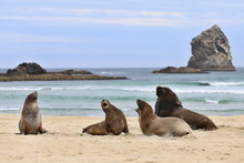 Seals At The Beach