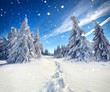 canvas print picture - footprints in the snow