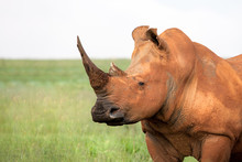 Portrait Of A White Rhinoceros