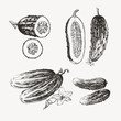 Vintage illustration of ink drawn cucumbers