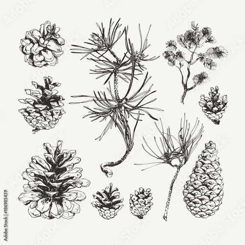 vintage illustration of ink drawn pine cones buy this stock vector
