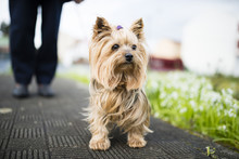 Portrait Of Yorkshire Terrier