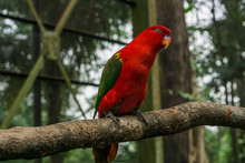 Chattering Lory (Lorius Garrulus). Bird Park Kuala Lumpur, Malaysia.