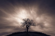 © Westend61 - Germany, silhouette of single bare tree at sunset