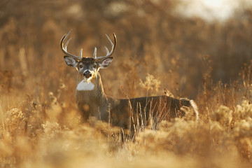 Whitetail buck in Golden Light