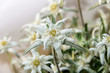 © Negoi Cristian - White Leontopodium nivale, edelweiss mountain flowers, close up