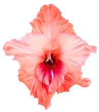 Top View Of Peach Color Gladiolus