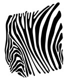 Fototapeta Konie - Limited background with the image of strips of a zebra. Vector. Isolated on white background