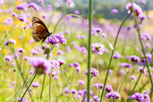 Butterfly On Purple Flower