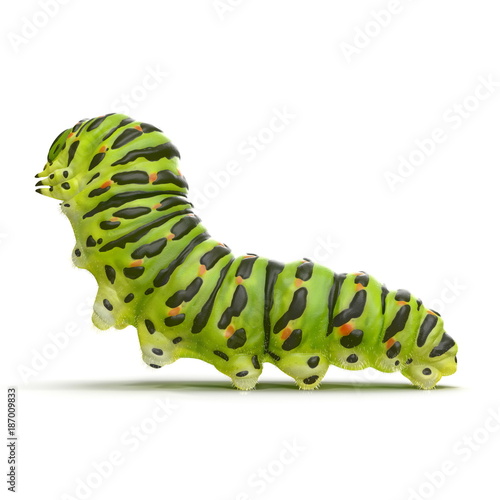 Fotomural caterpillar Papilio xuthus. Isolated on white. 3D illustration