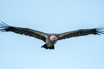 Wall Mural - Vulture in flight