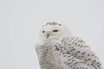 Sticker - Portrait of snowy owl