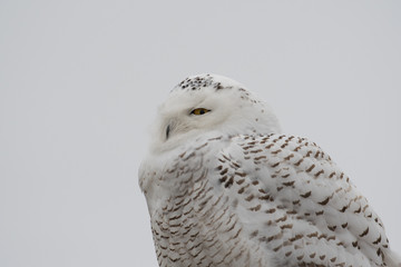 Sticker - Portrait of snowy owl