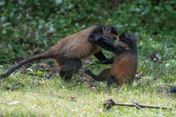 Sticker - Golden monkeys playing